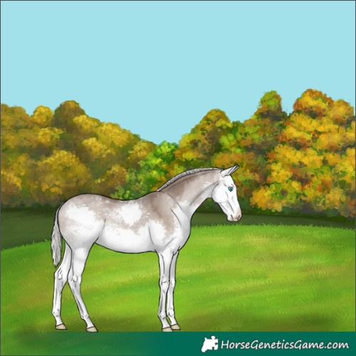 Horse Color:White Spotted Silver Grullo Mushroom Sabino Splash 