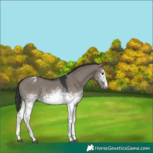 Horse Color:White Spotted Grullo Appaloosa Rabicano 