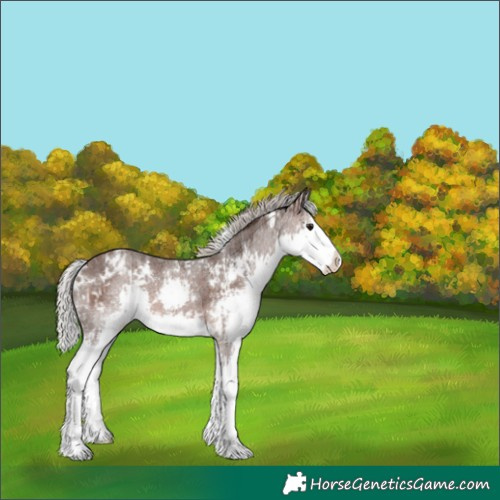 Horse Color:Silver Brown Roan Splash Appaloosa and White Spotted Silver Brown Roan Splash Appaloosa