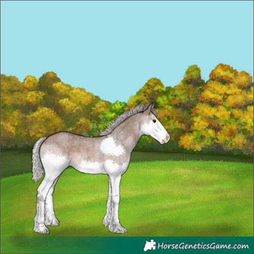 Horse Color:Silver Brown Roan Dun Splash 