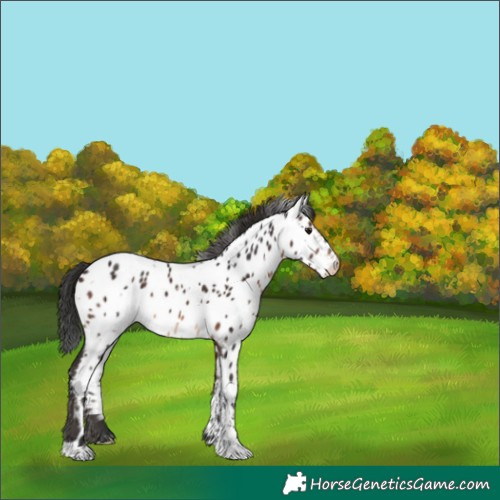 Horse Color:White Spotted Brown Appaloosa 
