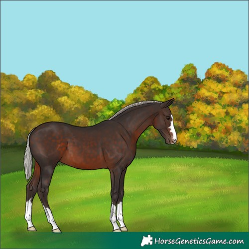 Horse Color:Silver Brown Varnish 