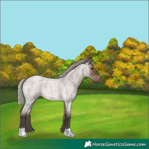 Horse Color:Silver Brown Roan Dun 
