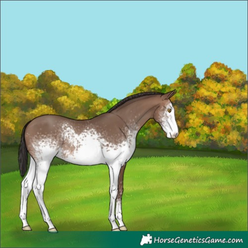 Horse Color:White Spotted Sable Champagne 