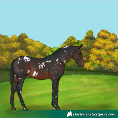 Horse Color:White Spotted Brown 