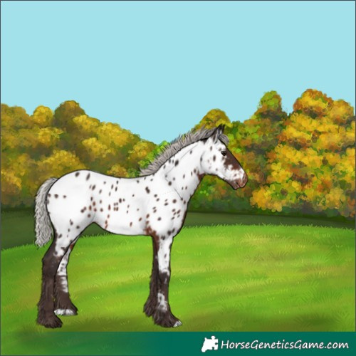 Horse Color:Silver Brown Appaloosa