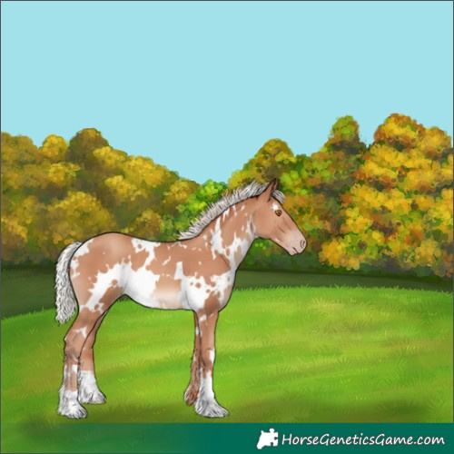 Horse Color:White Spotted Silver Classic Champagne 