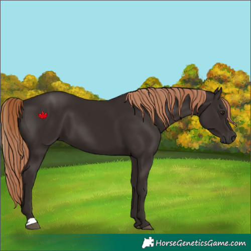 Horse Color:Liver Chestnut 