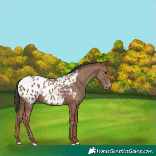Horse Color:Classic Champagne Appaloosa 