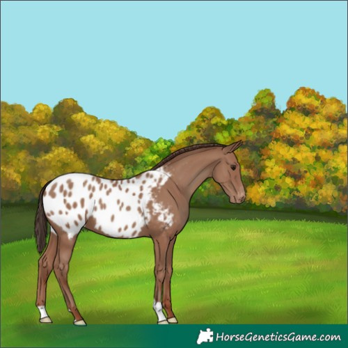 Horse Color:Classic Champagne Appaloosa 