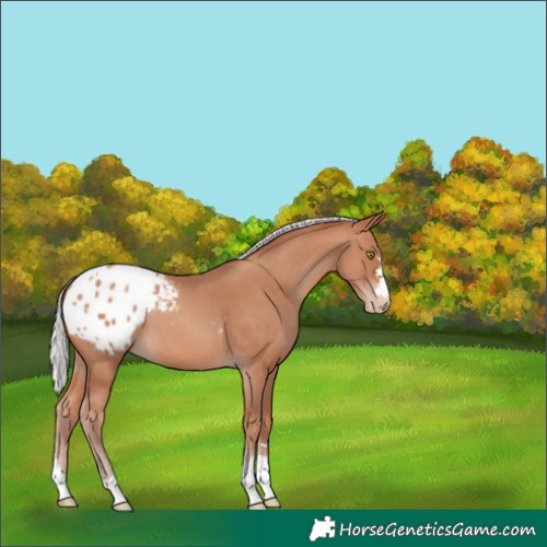 Horse Color:Silver Sable Champagne Appaloosa 