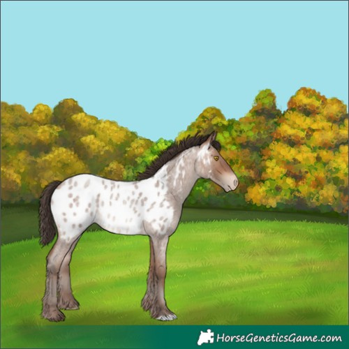 Horse Color:Sable Champagne Roan Appaloosa 