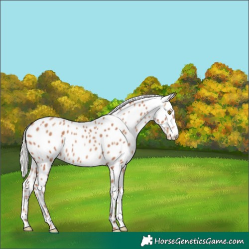 Horse Color:Silver Sable Champagne Appaloosa 