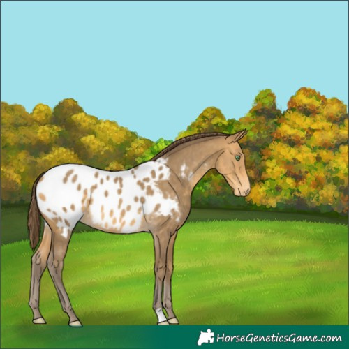 Horse Color:Sable Cream Champagne Appaloosa 