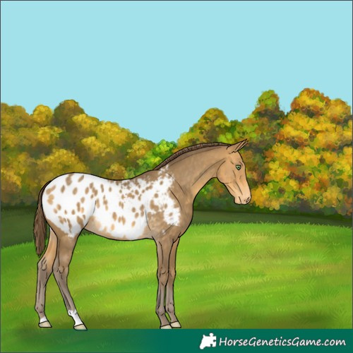 Horse Color:Sable Cream Champagne Appaloosa 