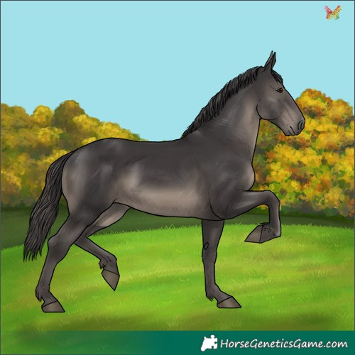 Horse Color:Smoky Black