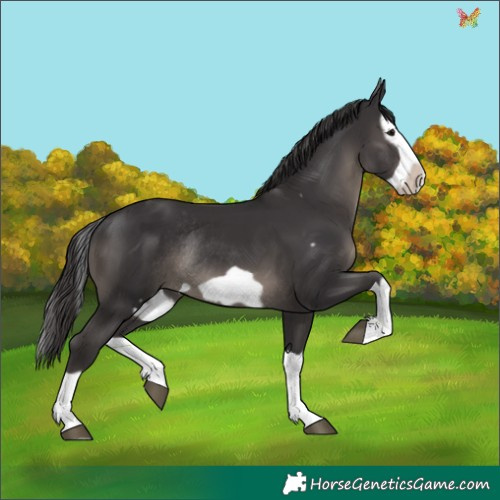 Horse Color:Smoky Black Splash Frame Rabicano 