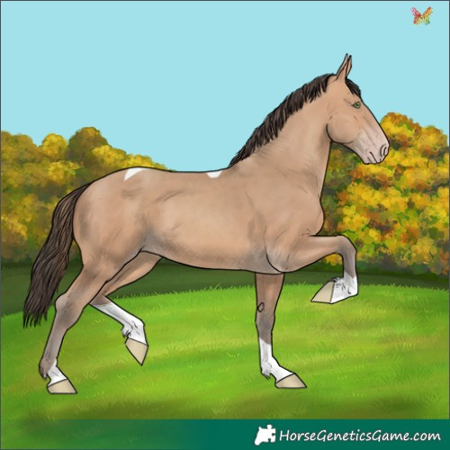Horse Color:Amber Champagne Tobiano 
