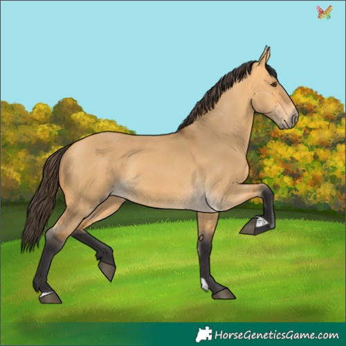 Horse Color:Buckskin Dun 