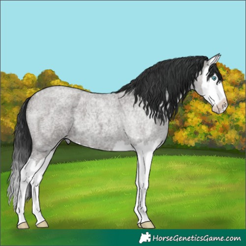Horse Color:Grullo Roan Splash 