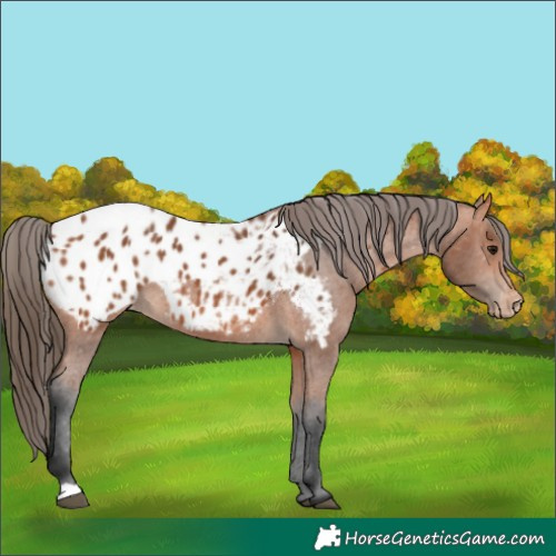 Horse Color:Bay Appaloosa