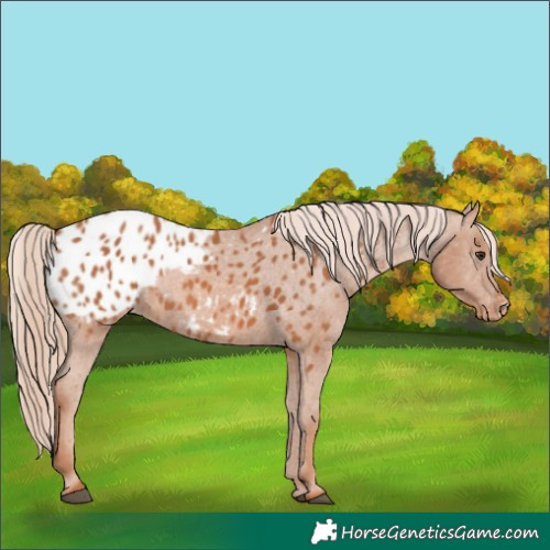 Horse Color:Chestnut Appaloosa 