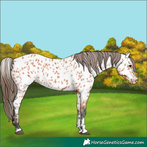 Horse Color:Bay Appaloosa 