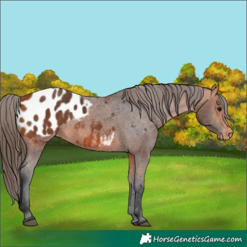 Horse Color:Bay Appaloosa 