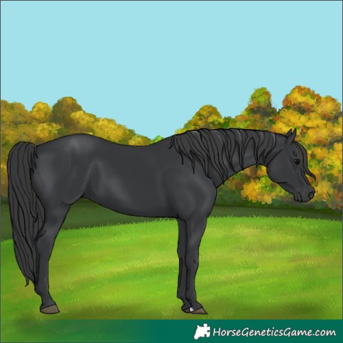 Horse Color:Black 