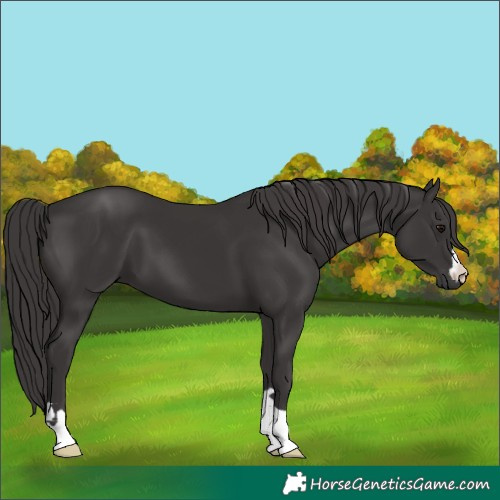 Horse Color:Smoky Black 