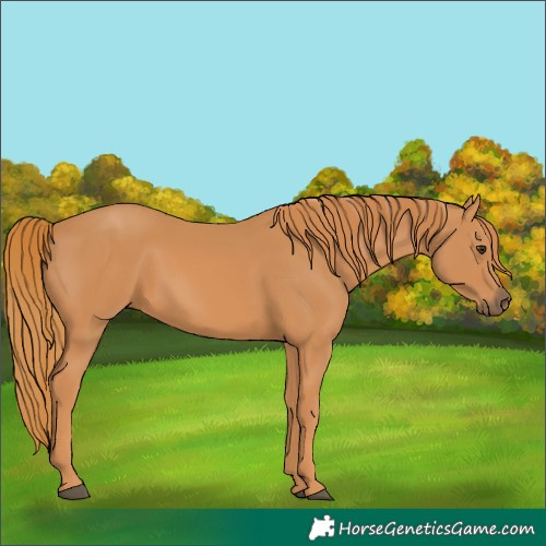 Horse Color:Chestnut 