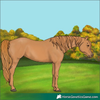 Horse Color:Chestnut 