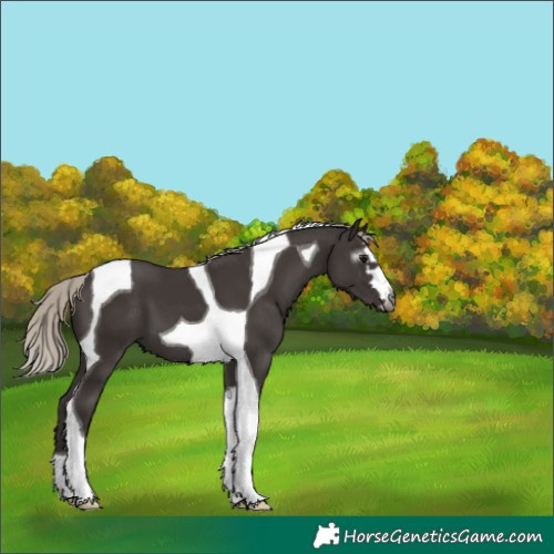 Horse Color:Gray Silver Black Tobiano 