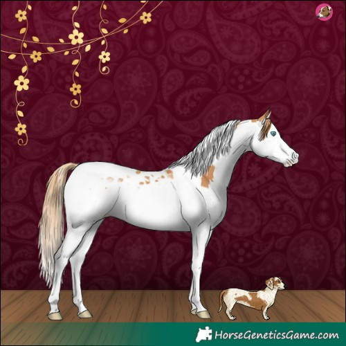 Horse Color:Chestnut Splash Tobiano 