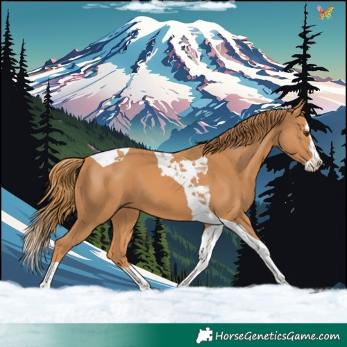 Horse Color:Chestnut Splash Tobiano