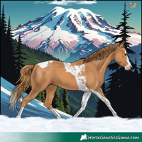 Horse Color:Chestnut Splash Tobiano