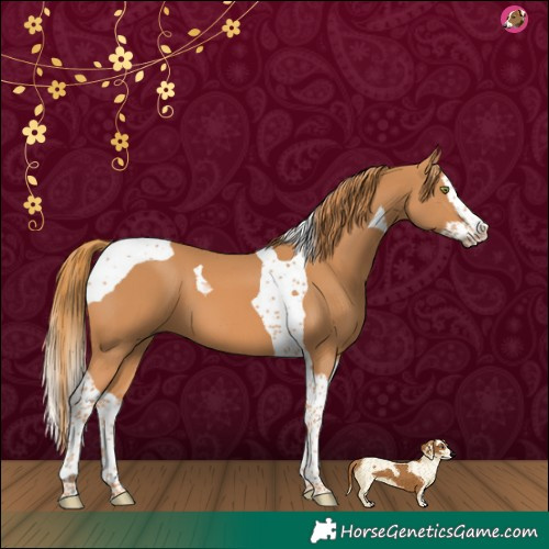 Horse Color:Chestnut Splash Tobiano 