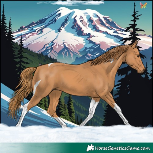 Horse Color:Chestnut Tobiano 