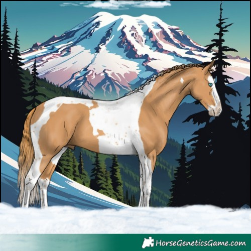 Horse Color:Chestnut Splash Tobiano 