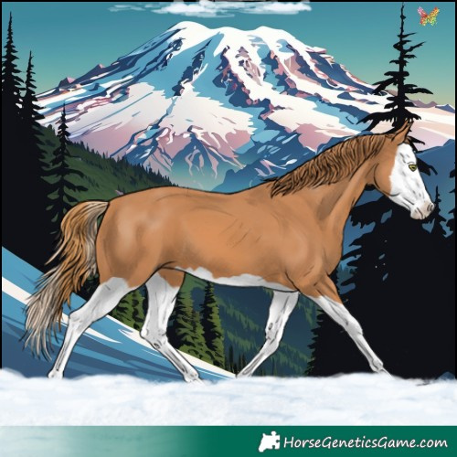 Horse Color:Chestnut Splash 