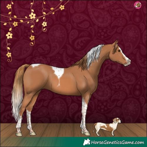Horse Color:Chestnut Splash Tobiano 