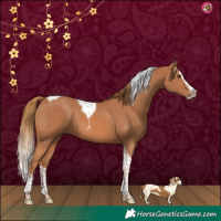 Horse Color:Chestnut Splash Tobiano 