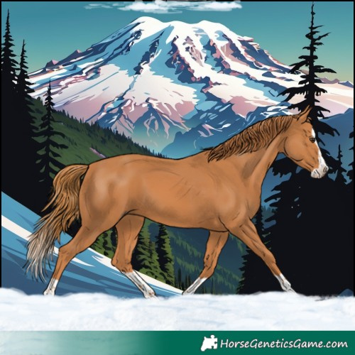 Horse Color:Chestnut Splash 