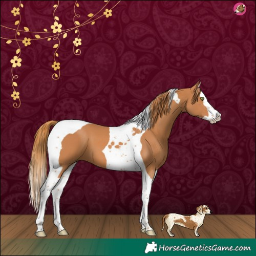 Horse Color:Chestnut Splash Tobiano 