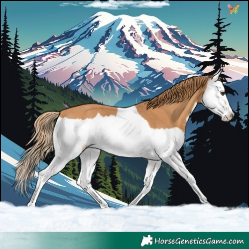 Horse Color:Chestnut Splash 