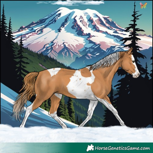 Horse Color:Chestnut Splash Tobiano 