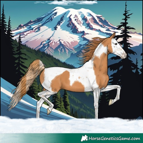 Horse Color:Chestnut Splash Tobiano