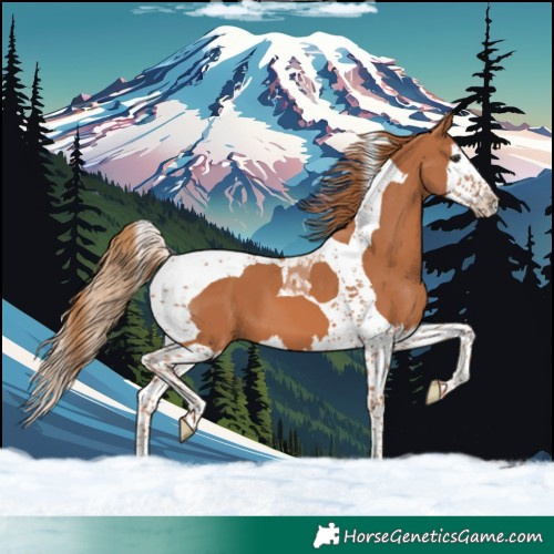 Horse Color:Chestnut Splash Tobiano 