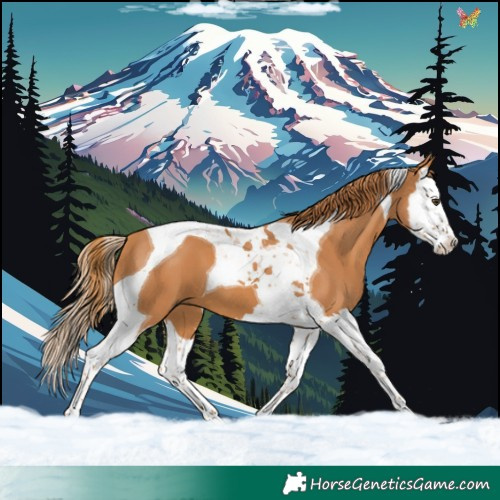 Horse Color:Chestnut Splash Tobiano 