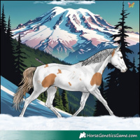 Horse Color:Chestnut Splash Tobiano